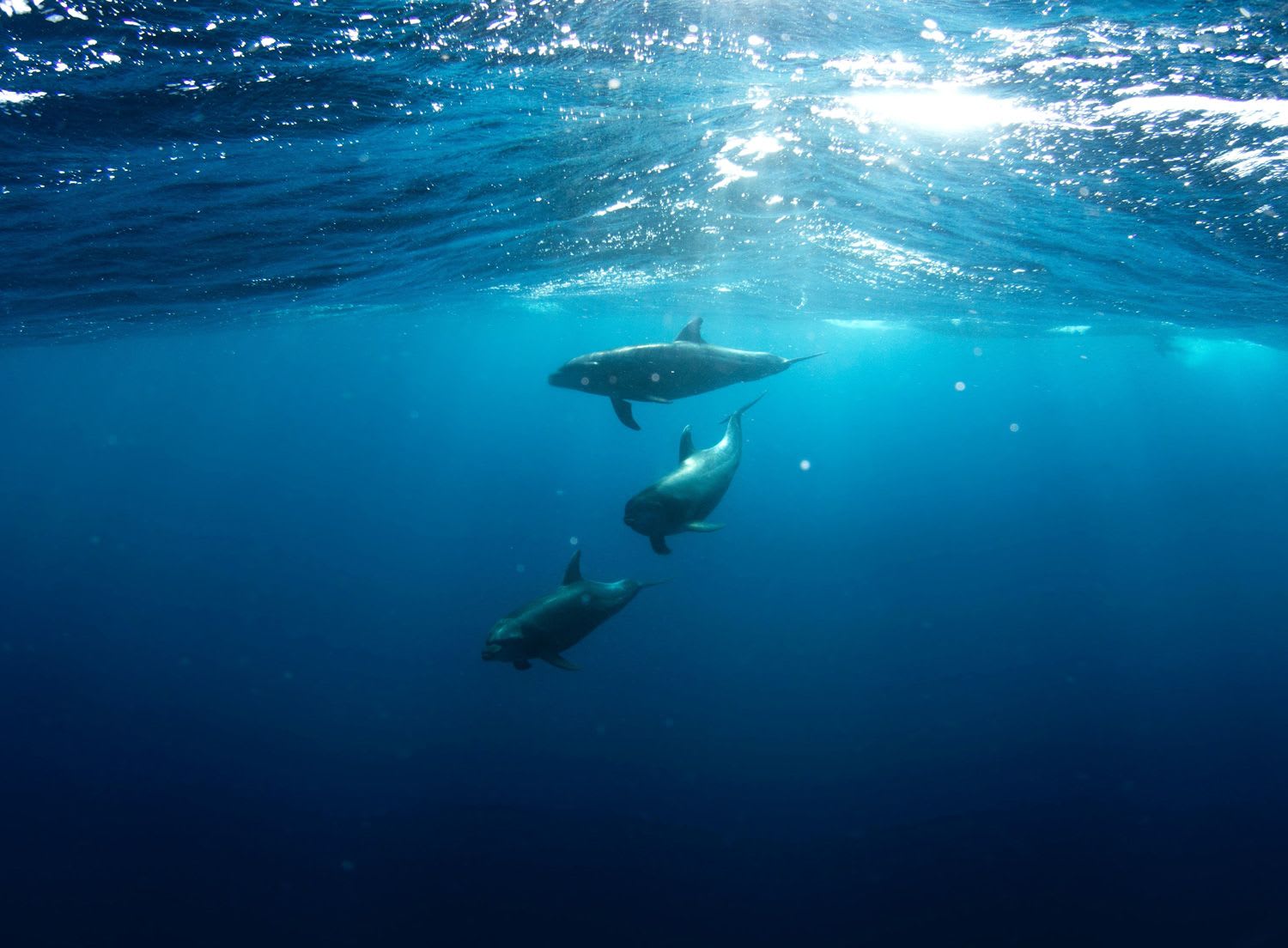 There is fresh hope of survival for the world's rarest sea mammal