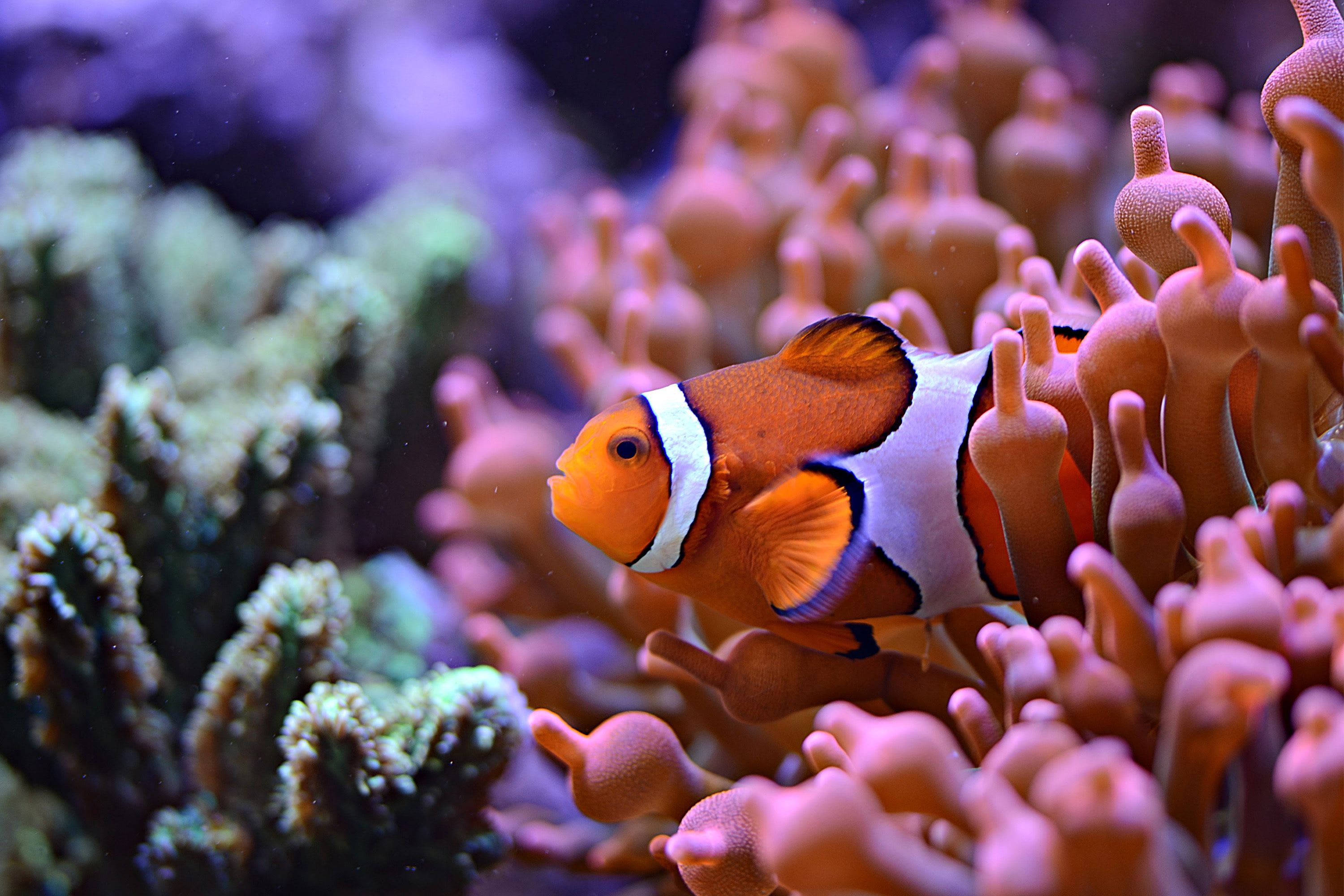 Coral cover and The Great Barrier Reef