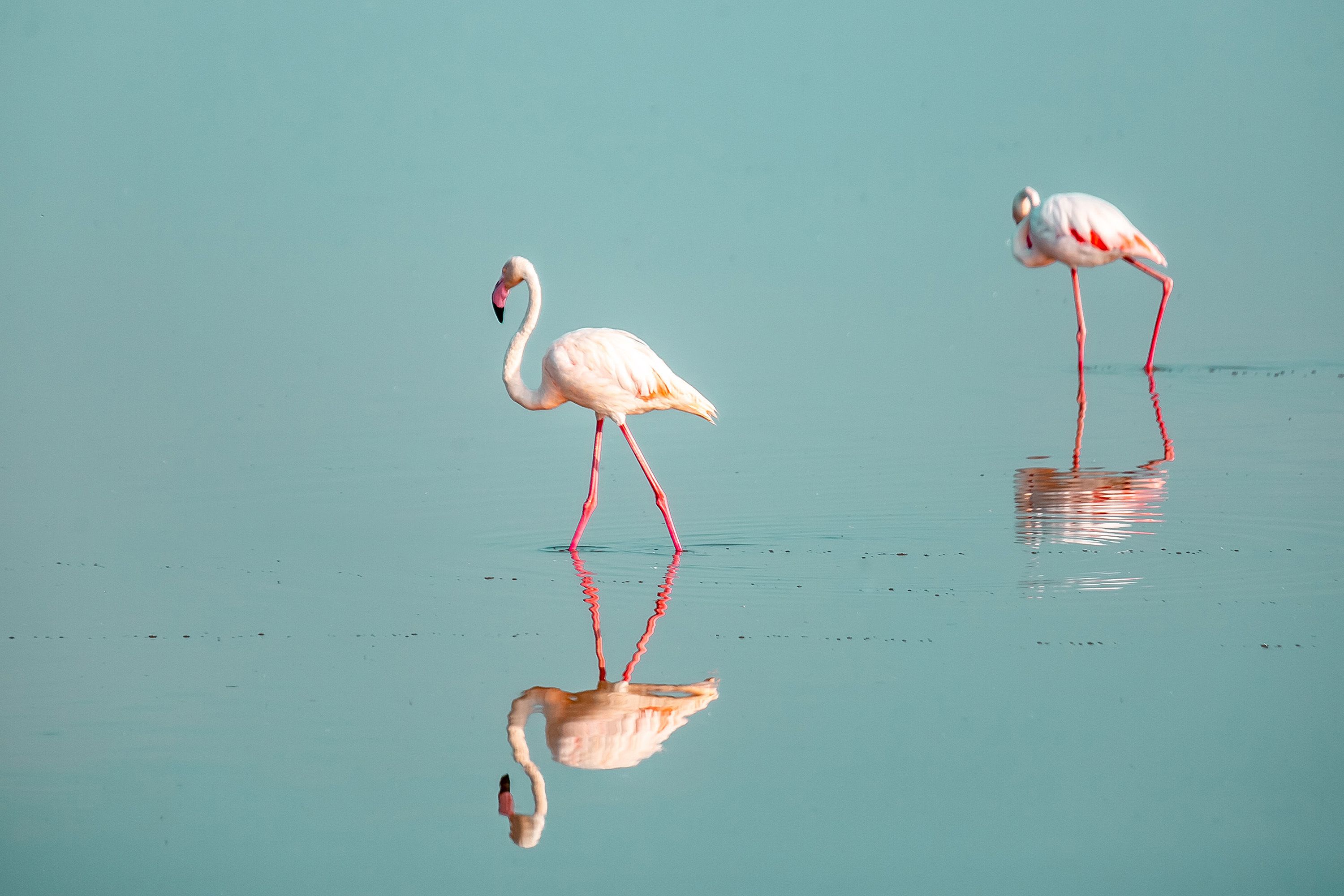 Heartwarming flamingo dads adopt abandoned baby chick