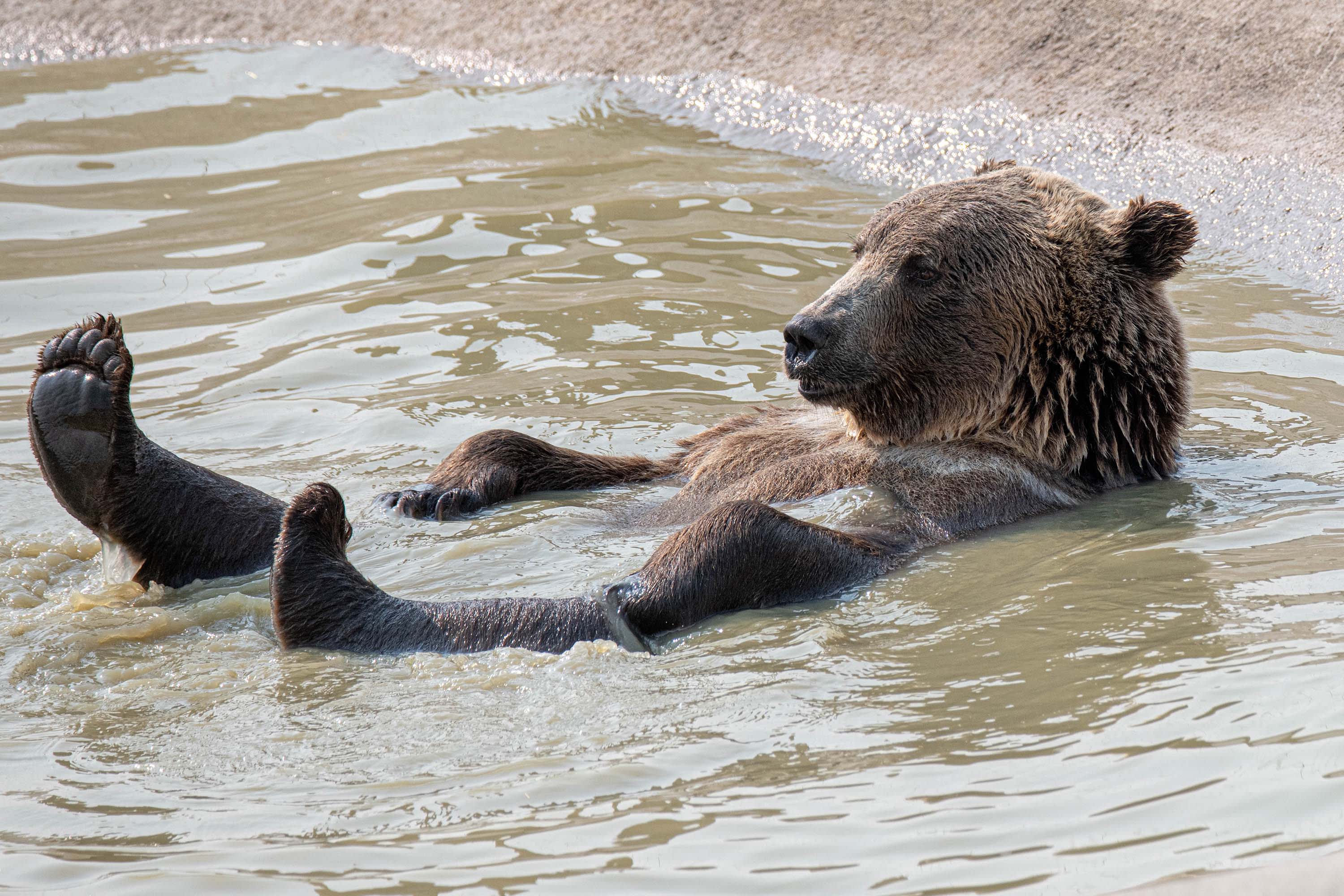 Bear rescued after getting very high