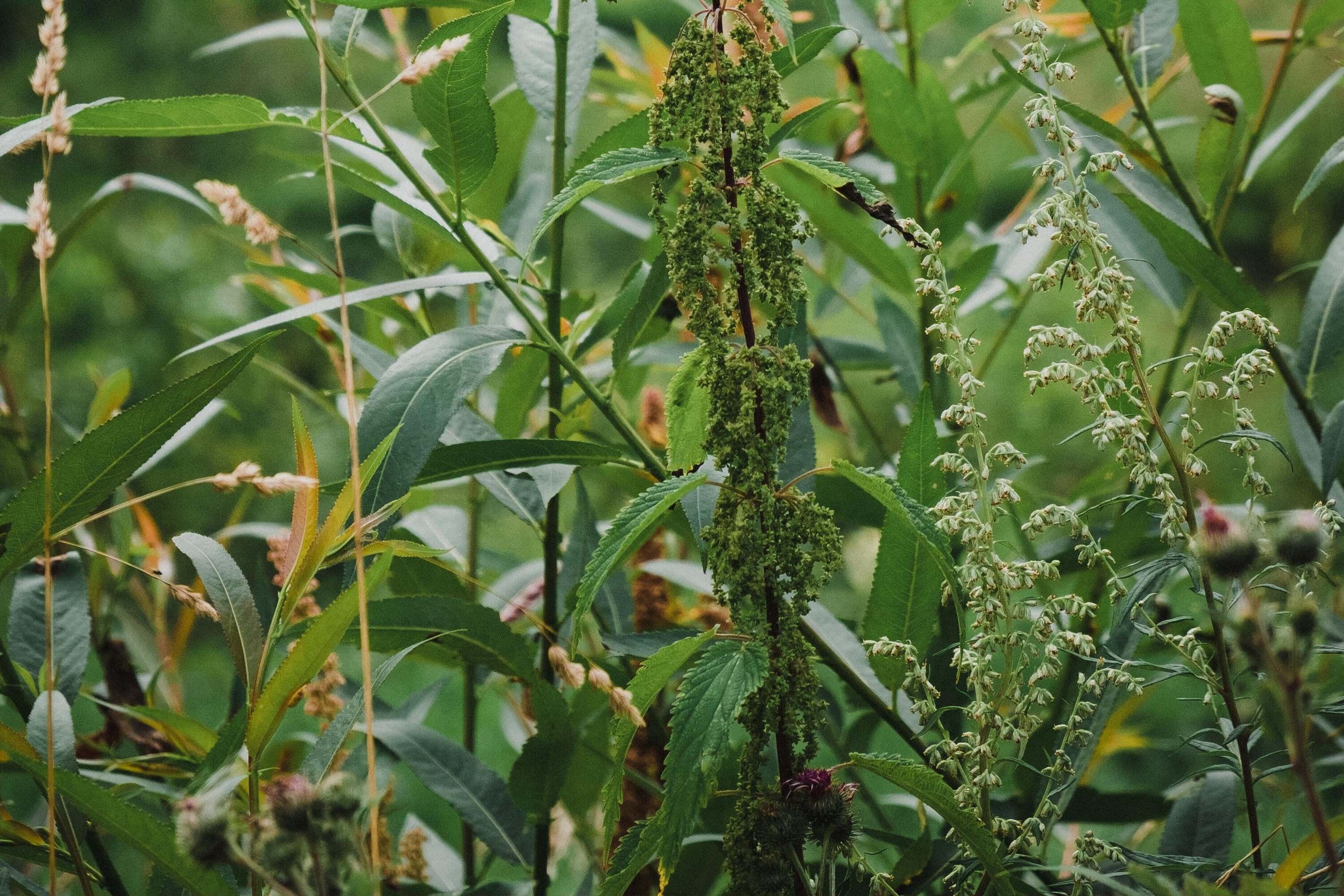 Can a common weed help drought-proof our food supply?