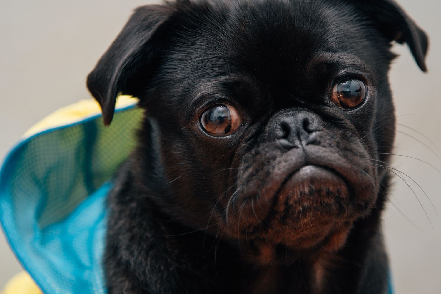 The adorable reason dogs cry when you come back home