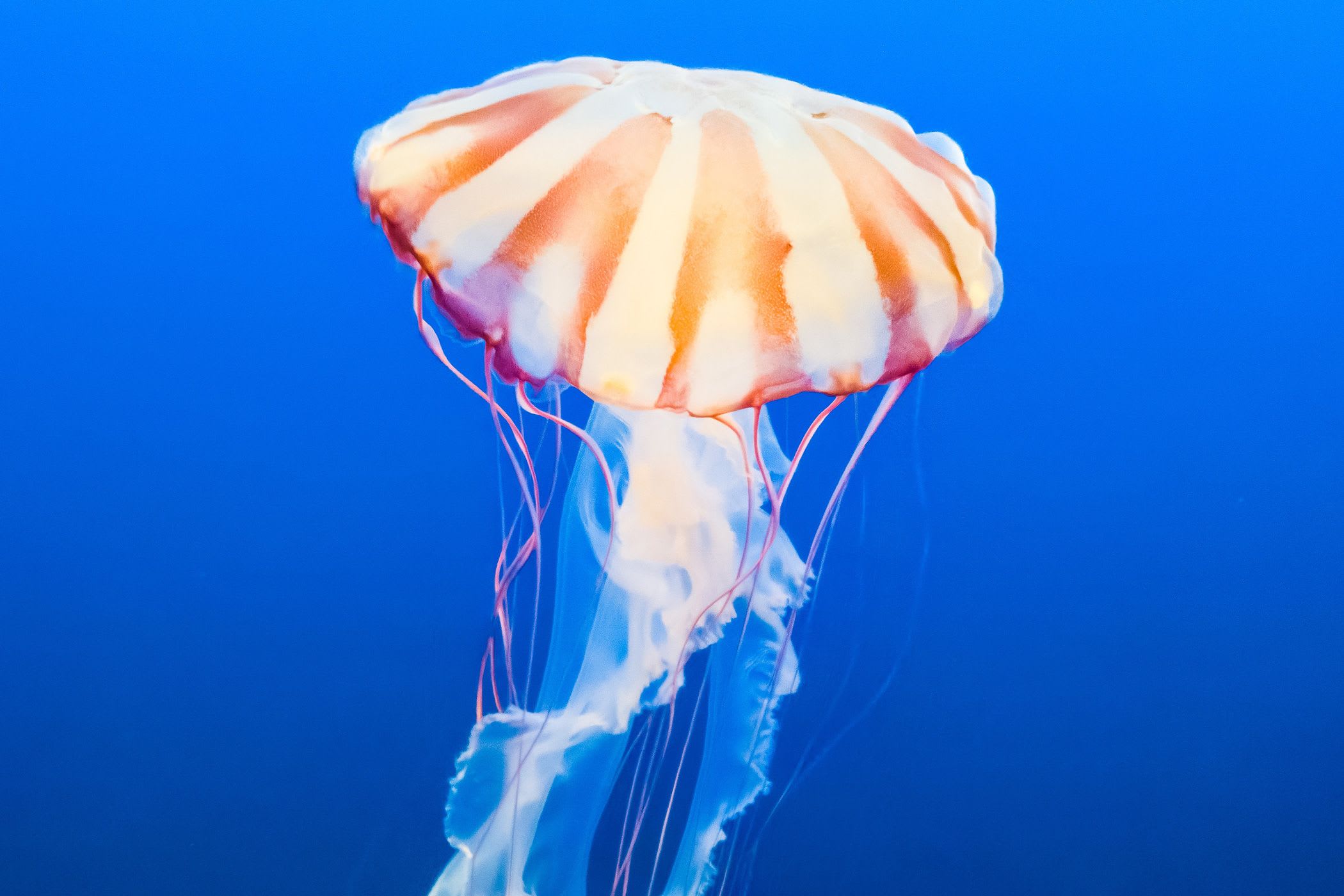 Could jellyfish DNA hold the secret to ever-lasting life?