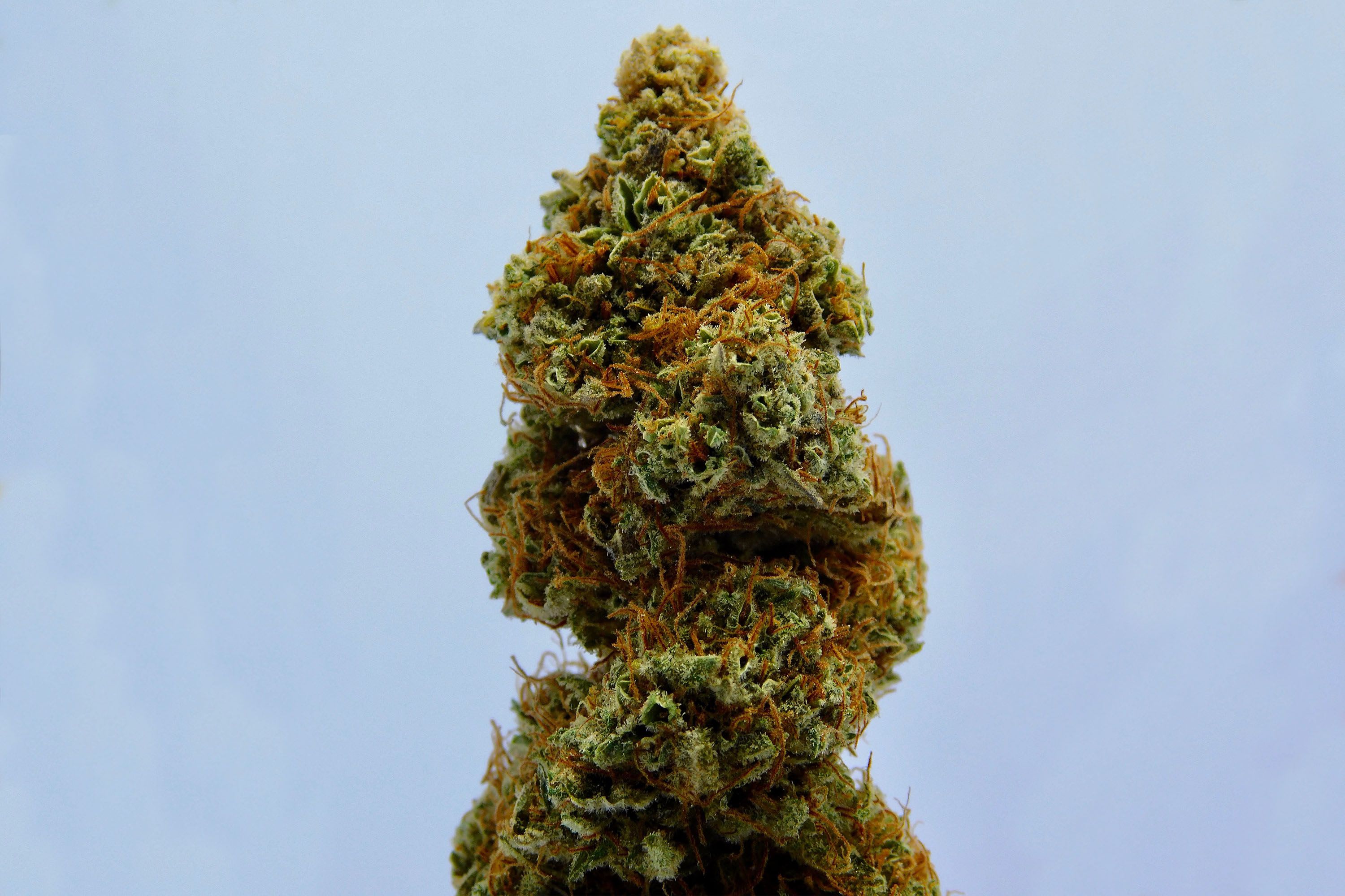 Cannabis users are not more likely to be lazy, says Cambridge Uni study