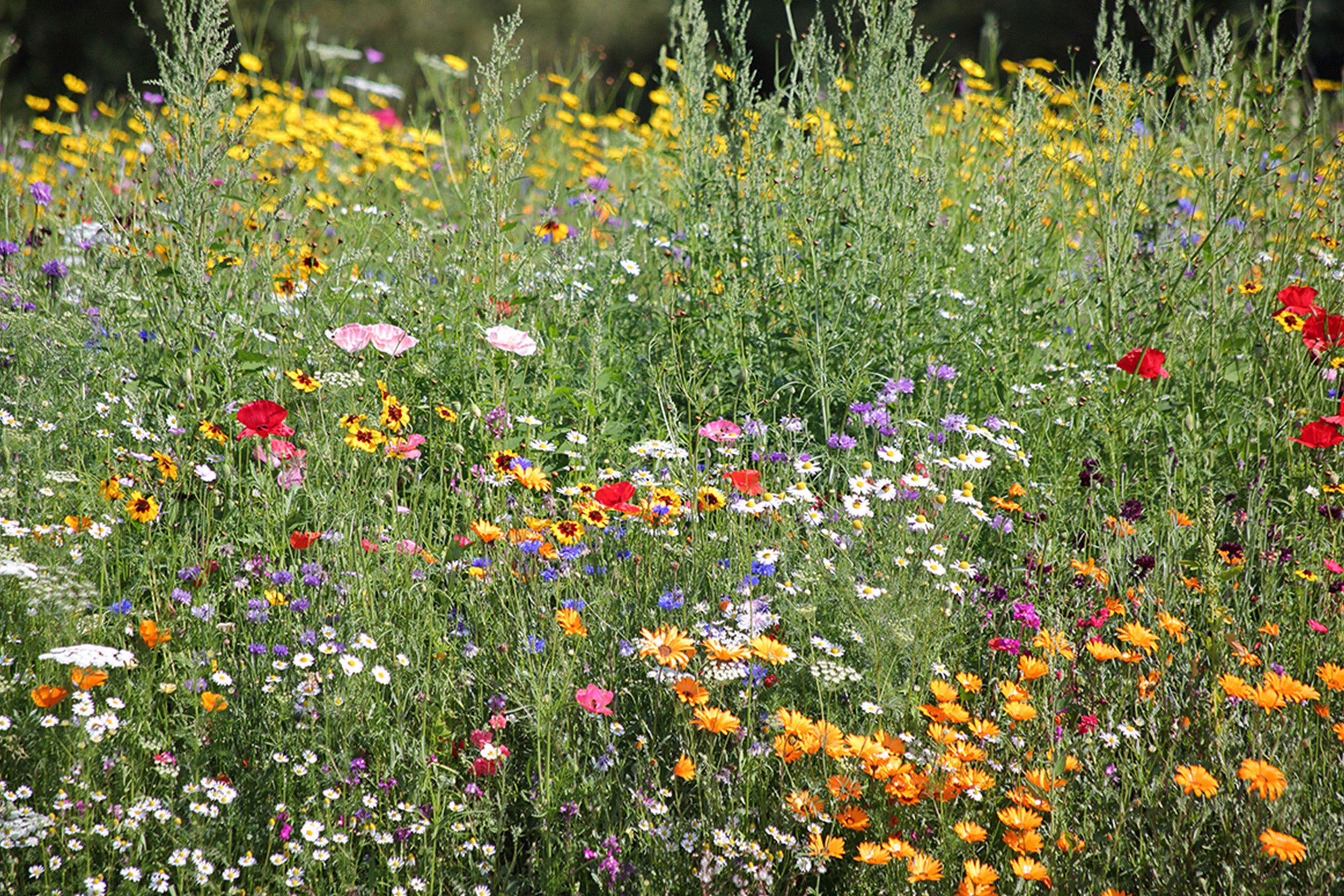 How foraging for herbs can help your hormone health