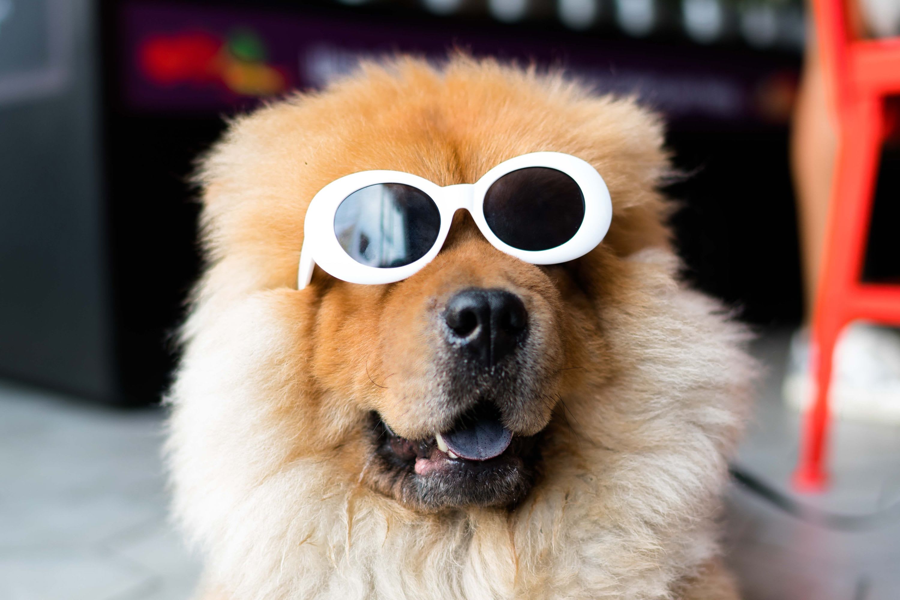 Vets in California can now recommend weed to treat pets