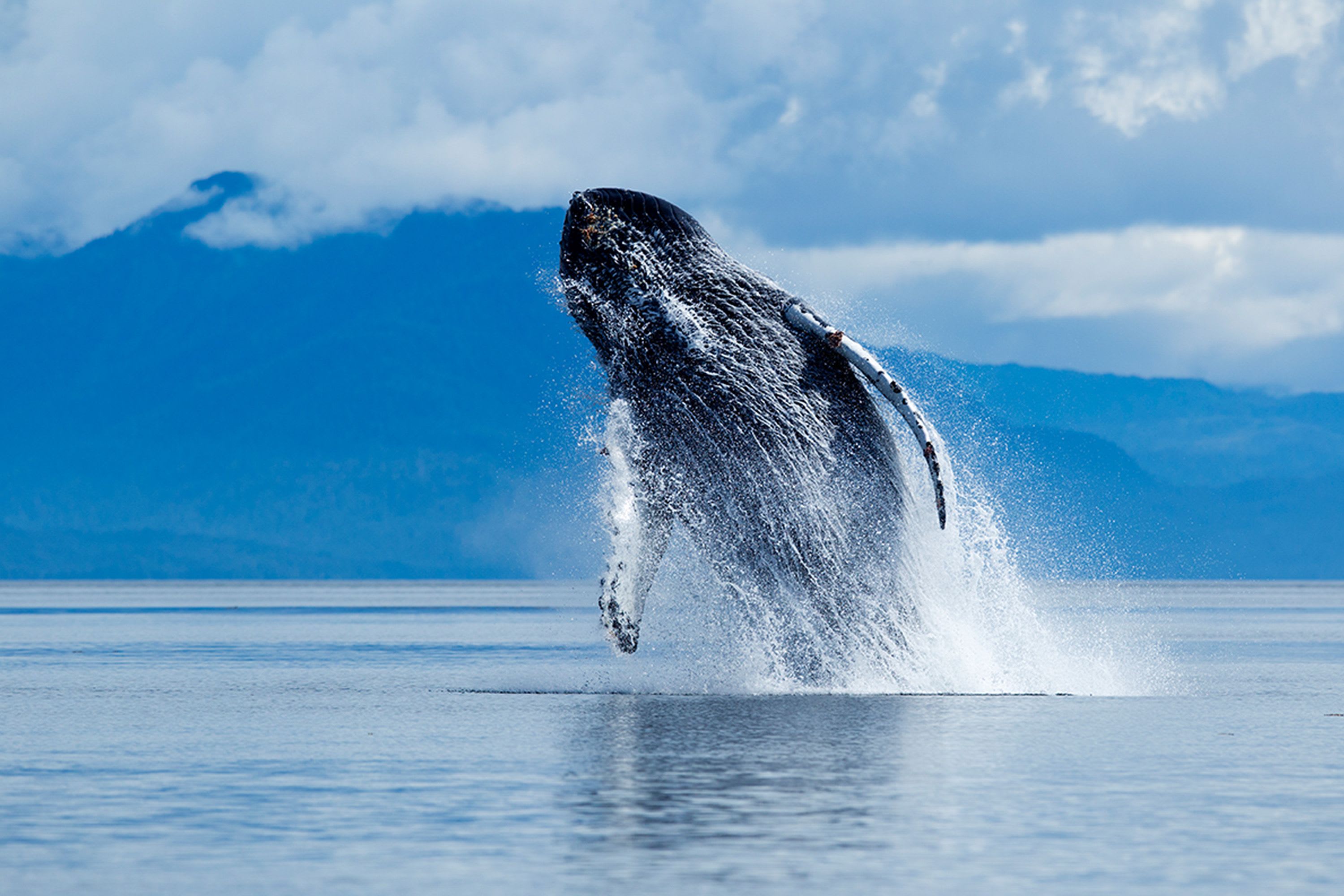 Animals back from the brink of extinction