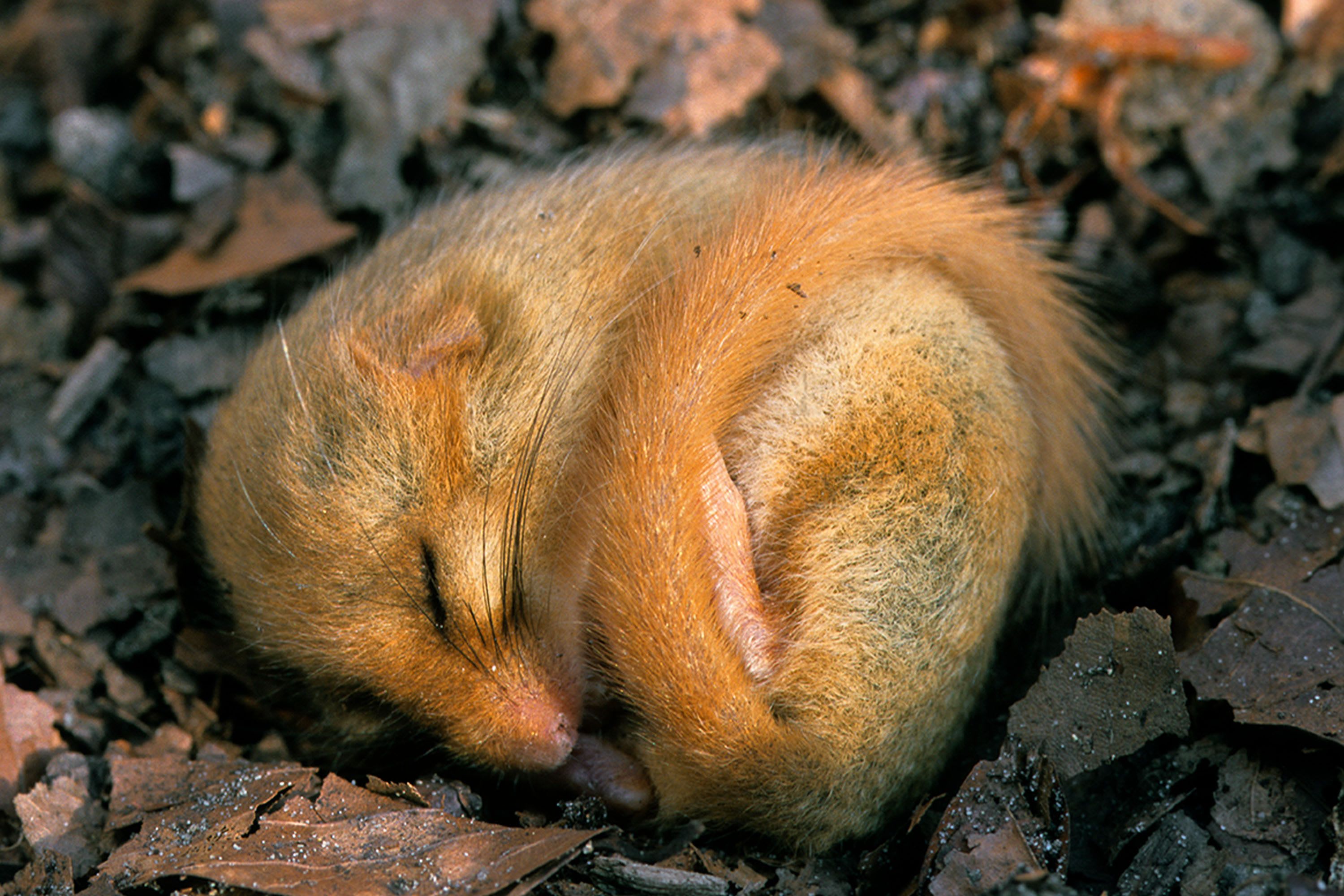 Humans might be able to hibernate