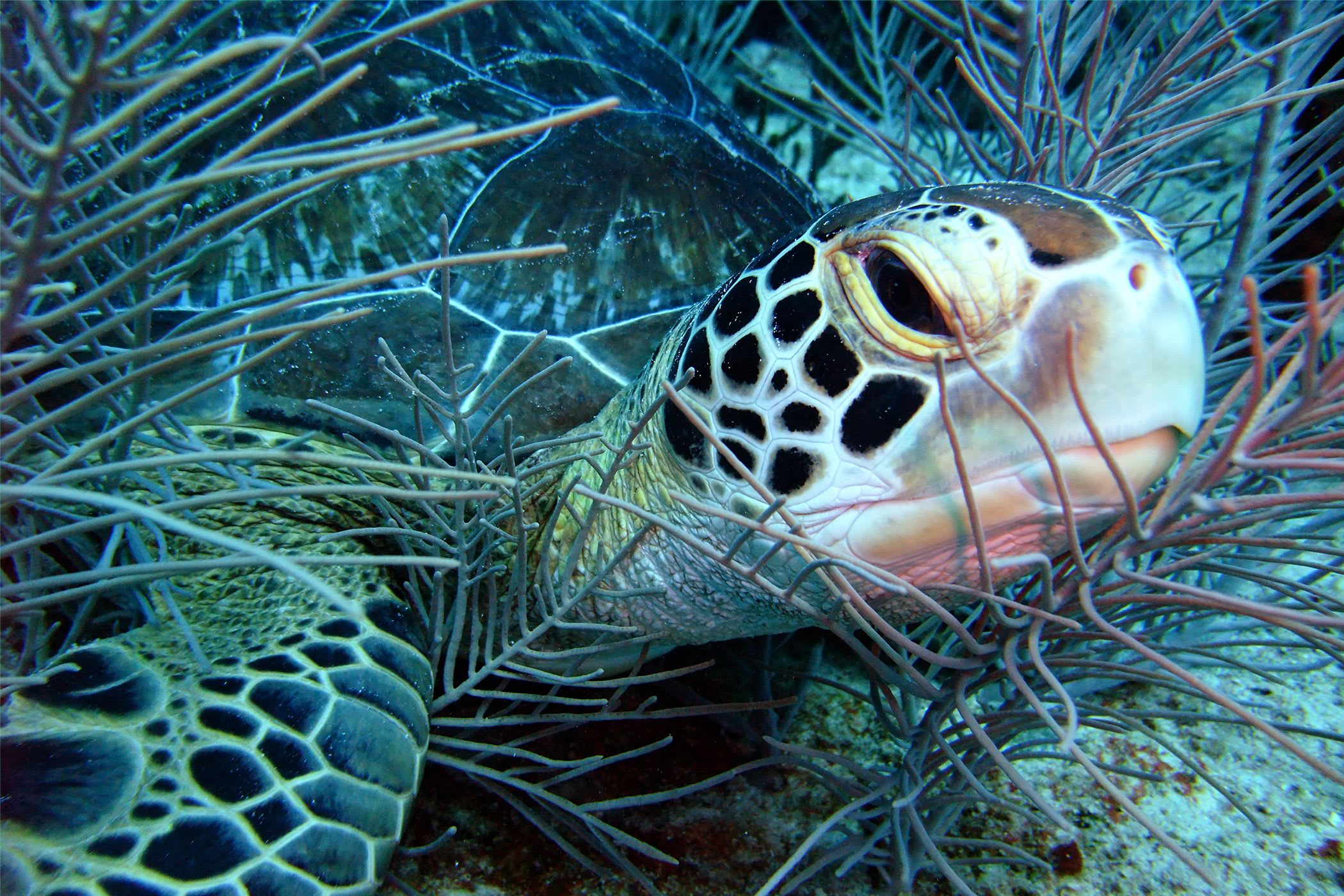 Sea life protection in Barbados, Billie Eilish and Phoebe Bridgers duet, and more happy news from the week