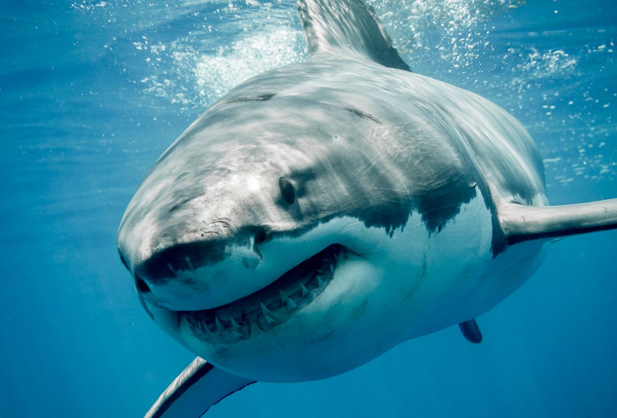 Sharks get their apology from Spielberg, Phoebe Bridgers has a (chicken shop) date and more great news from this week