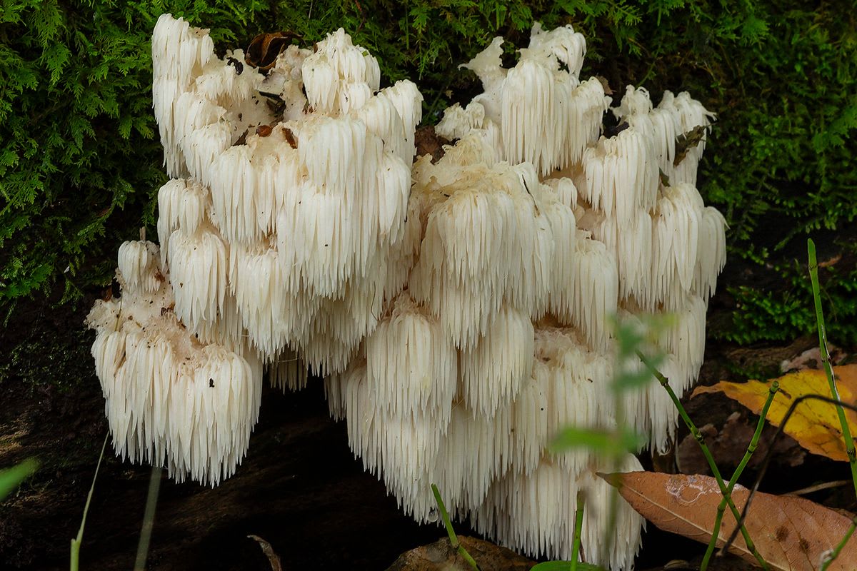 Here’s your guide to medicinal mushrooms
