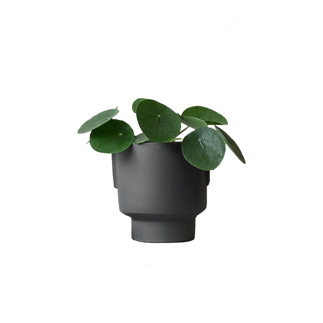 Chinese Money Plant