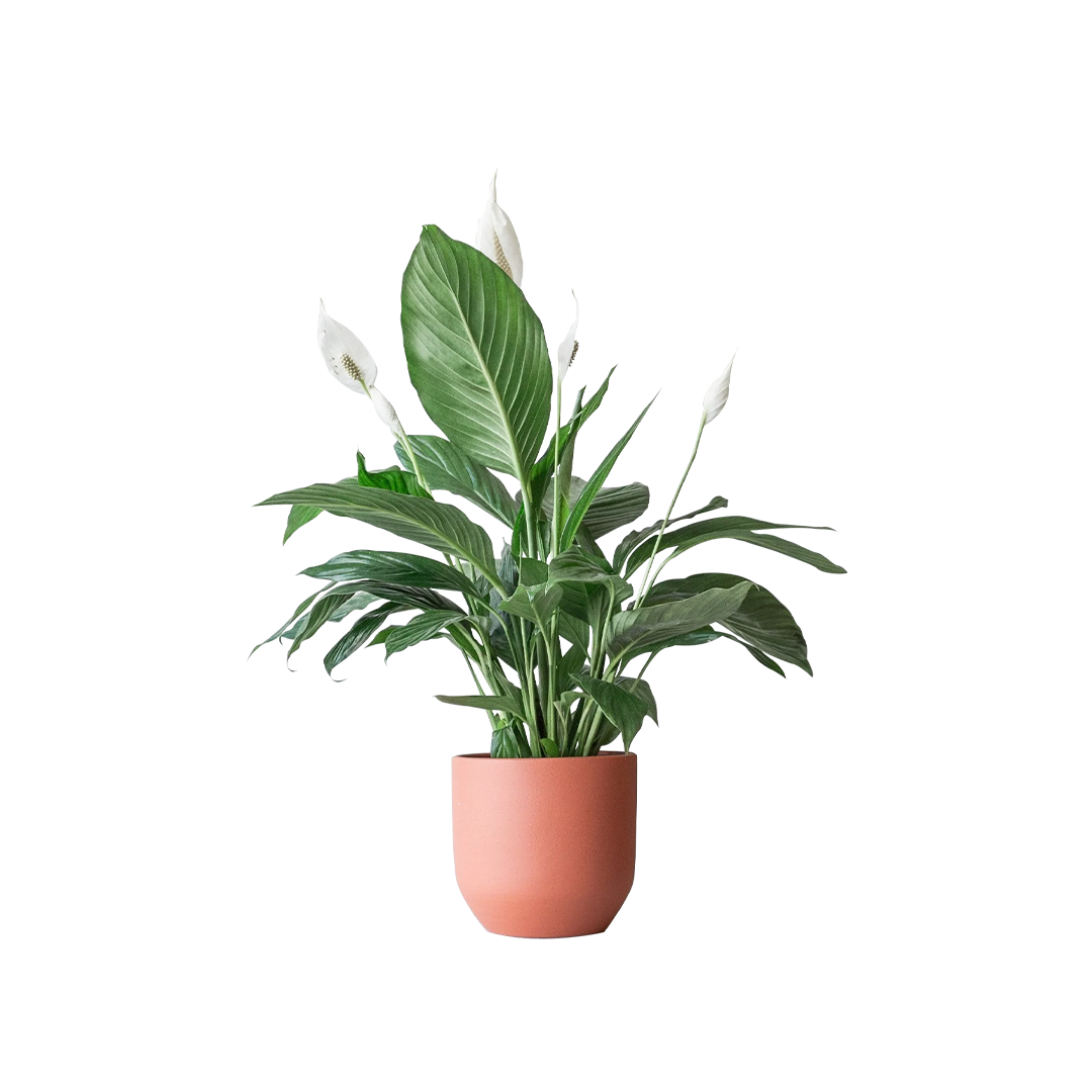 Peace Lily