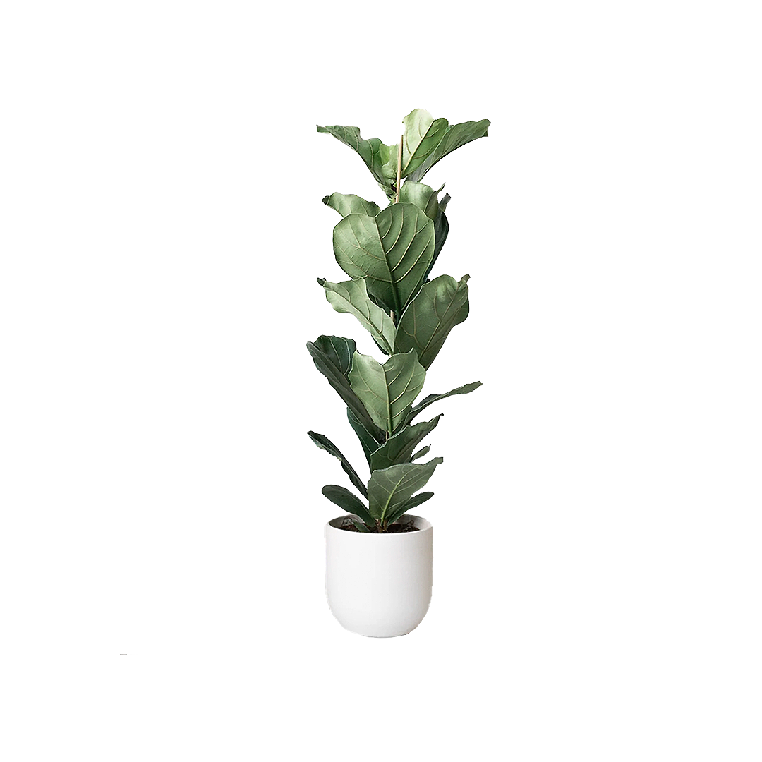 Fiddle Leaf Fig