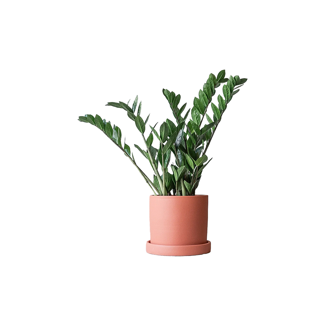 ZZ Plant