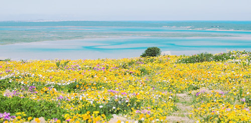 Car Hire Cape Town 