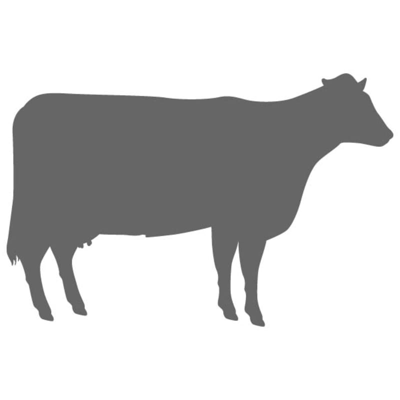 Cow Decal - Cow Wall Decal | Craftcuts.com