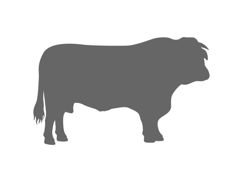 Bull Stencil | Craftcuts.com