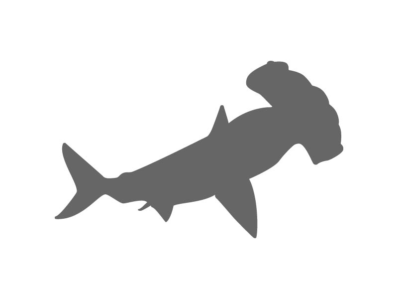 Hammerhead Shark Stencil | Craftcuts.com