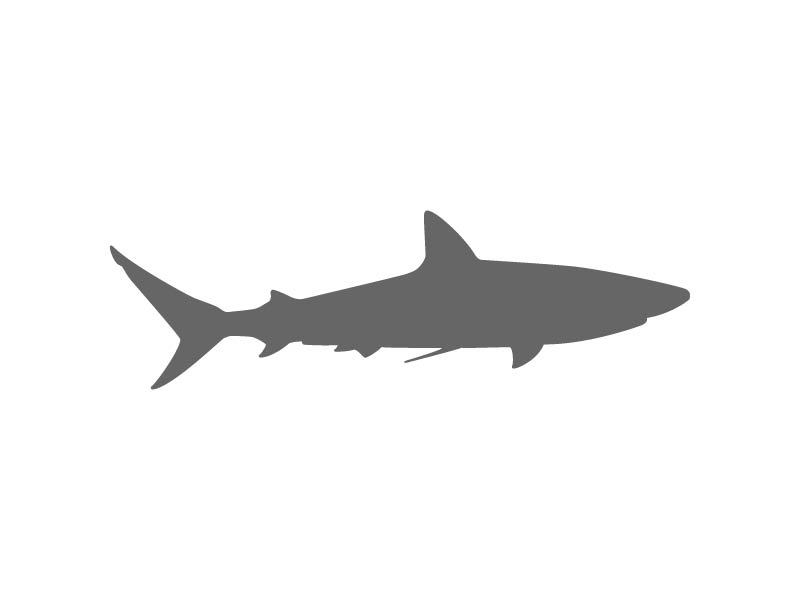 shark stencil craftcutscom