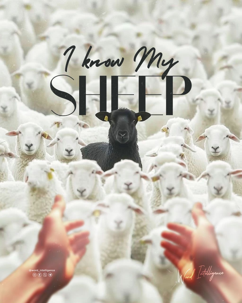 I Know My Sheep, Other Sheep, and Not My Sheep