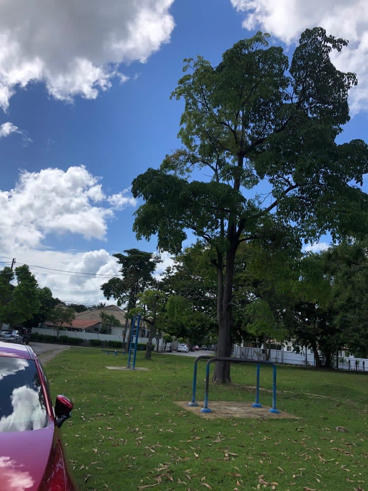 Parc de callisthénie #wp3051 - photo 2