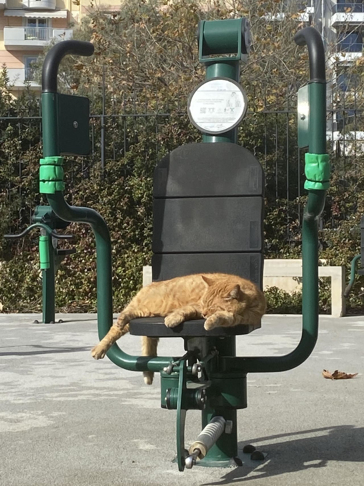 Parc de calistenică #wp3352 - photo 9