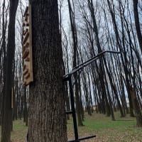 Locație mică in pădure Voluntari - thumbnail 2