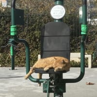 Parc de calistenică #wp3352 - thumbnail 9