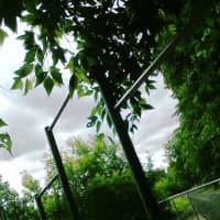 Calisthenics Park at Серебряно-Виноградный проезд, Москва #wp2188 - thumbnail 2