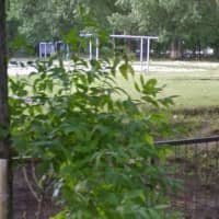 Calisthenics Park at Новосондецкий бульвар, Ульяновск - thumbnail 2
