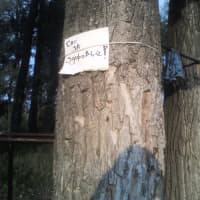 Calisthenics Park at М-03-01, Полтава - thumbnail 3