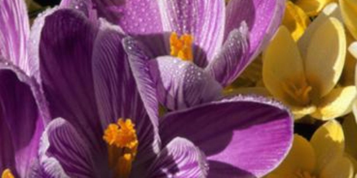 Yard Maintenance Maria Landscaping Inc Boston MA