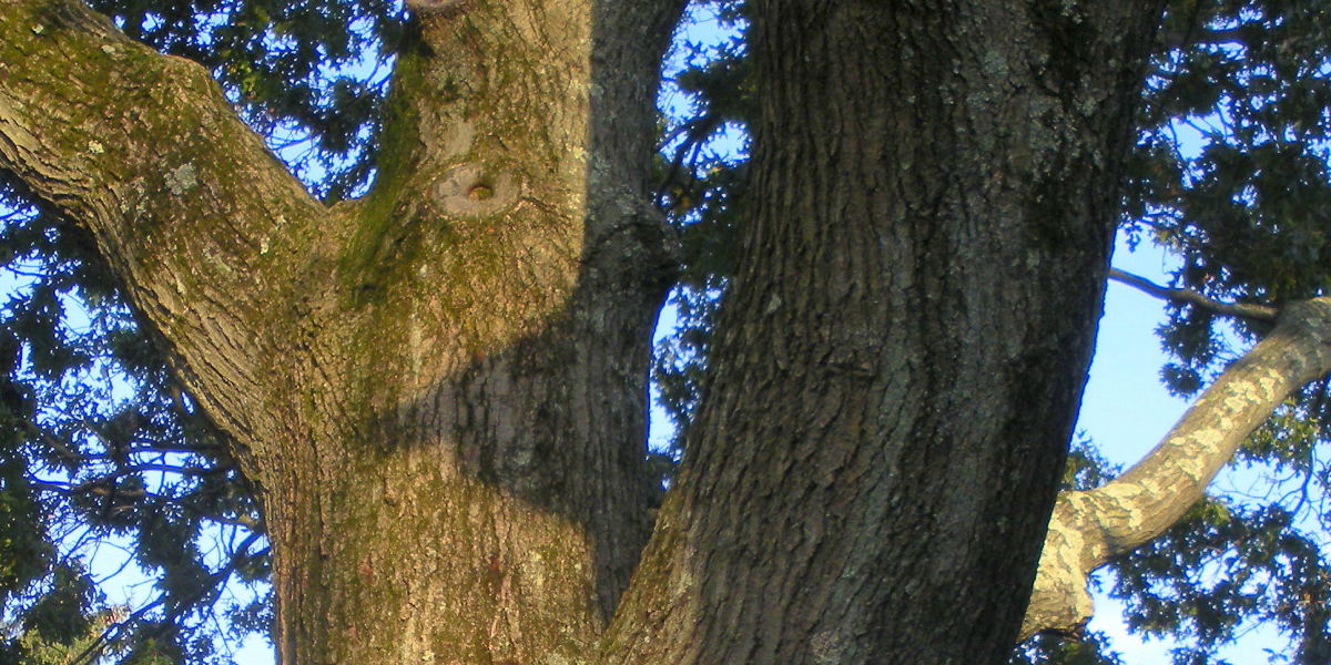 A Majestic Oak Tree