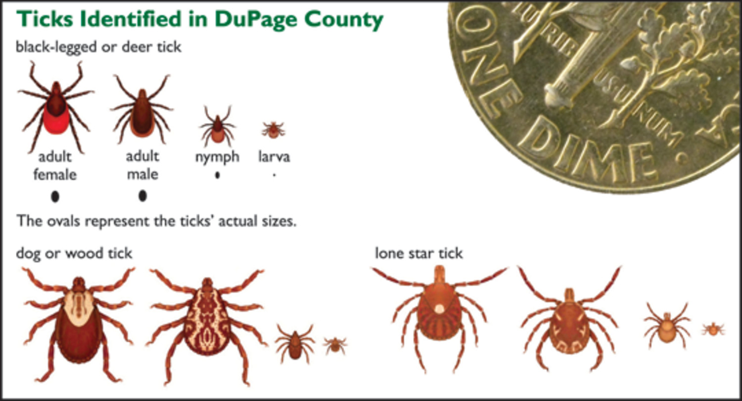 wood tick vs deer tick