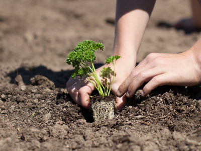 Building a Garden. Growing a Community.