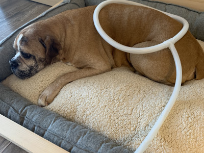 This is Hemi, a 10-year-old Valley Bulldog, enjoying a full body wellness application.