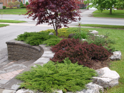 Colour harmony with Bloodgood Japanese Maple and Concorde Barberry.