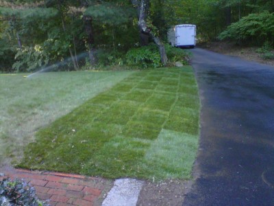 Lawns & Sod