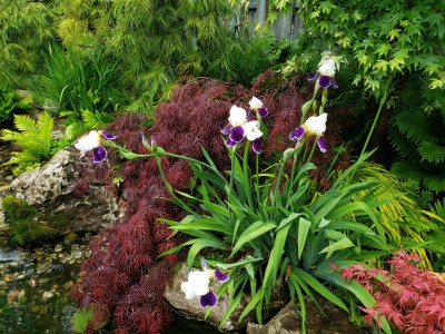 Nice texture contrast of Bearded Iris with Tamukeyama Japanese Maple