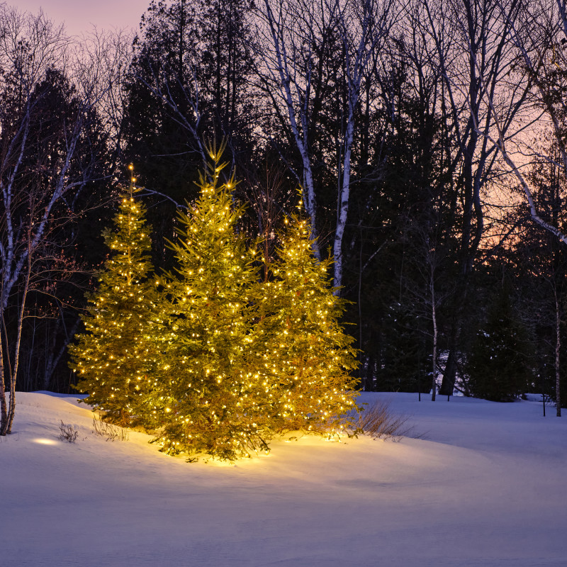 Tree Lighting