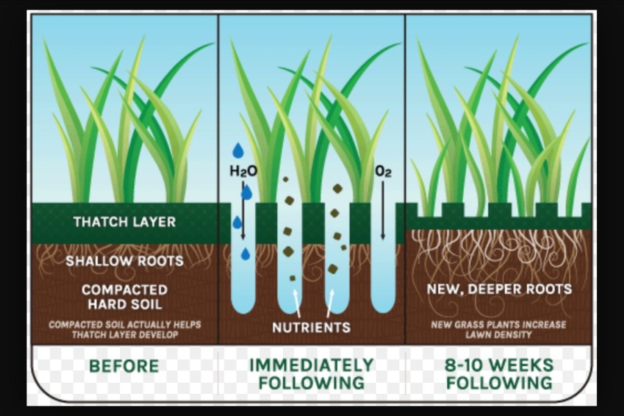 Lawn Aeration