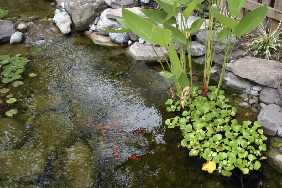 Ponds & Water Gardens