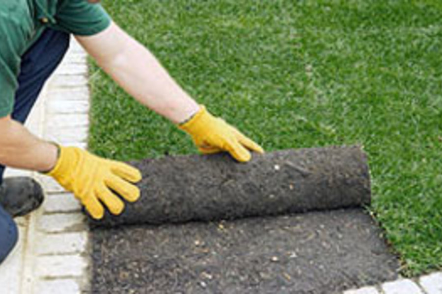 Lawns & Sod
