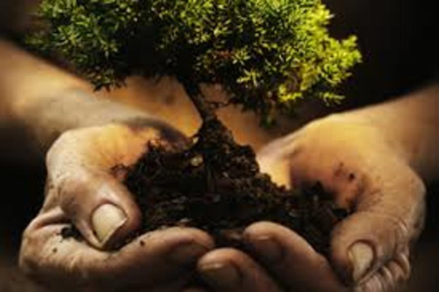 Tree Care