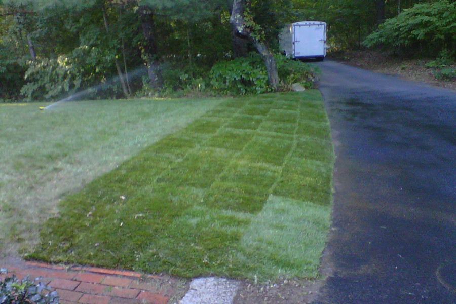 Lawns & Sod