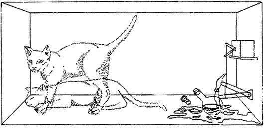 shrodingercat2.jpg
