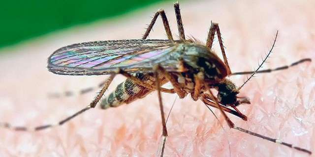Consejos para evitar las picaduras de mosquitos en Tailandia