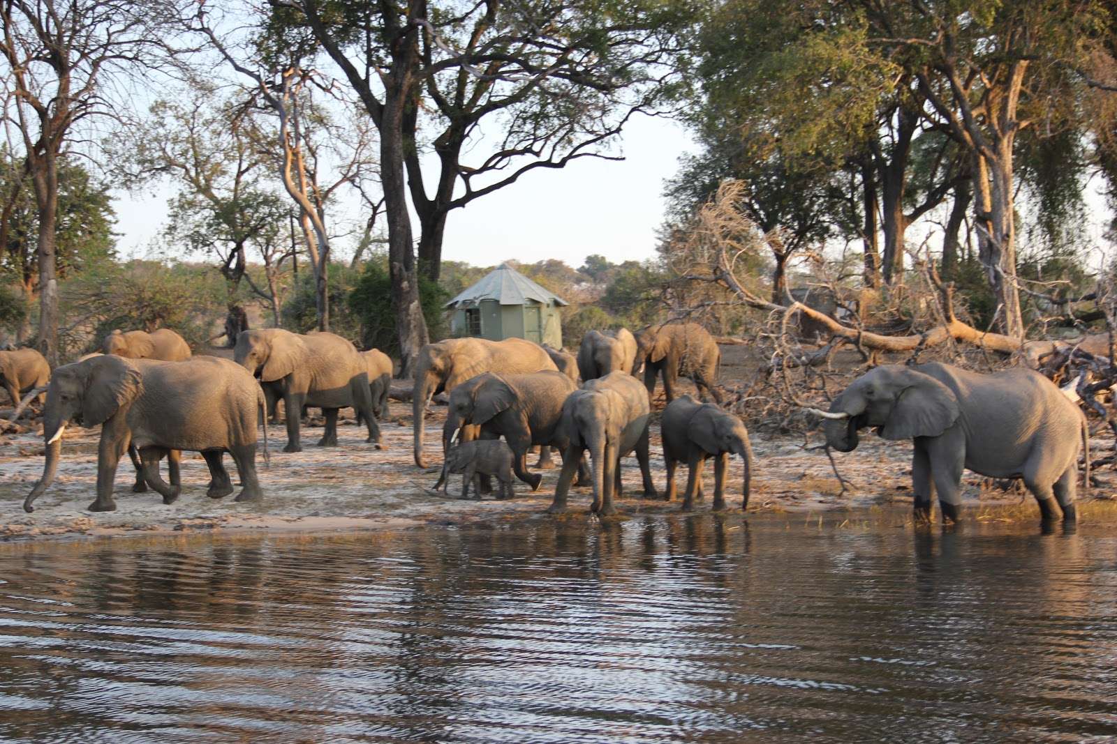 Cuatro reservas para hacer un safari y no morir en el intento