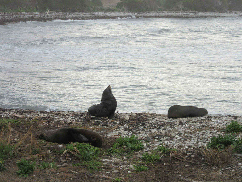 Kaikoura y Hanmer Spring, el norte de Cantenbury
